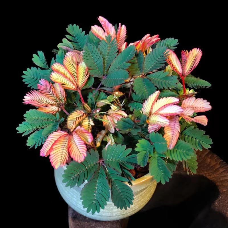 Garden Decorations 100pcs Mimosa pudica Bashfulgrass grass Flower Seeds Bonsai Rare Plant for Home Courtyard Planting Decorative Landscaping
Garden Decorations 100pcs Mimosa pudica Bashfulgrass grass Flower Seeds Bonsai Rare Plant for Home Courtyard Planting Decorative Landscaping