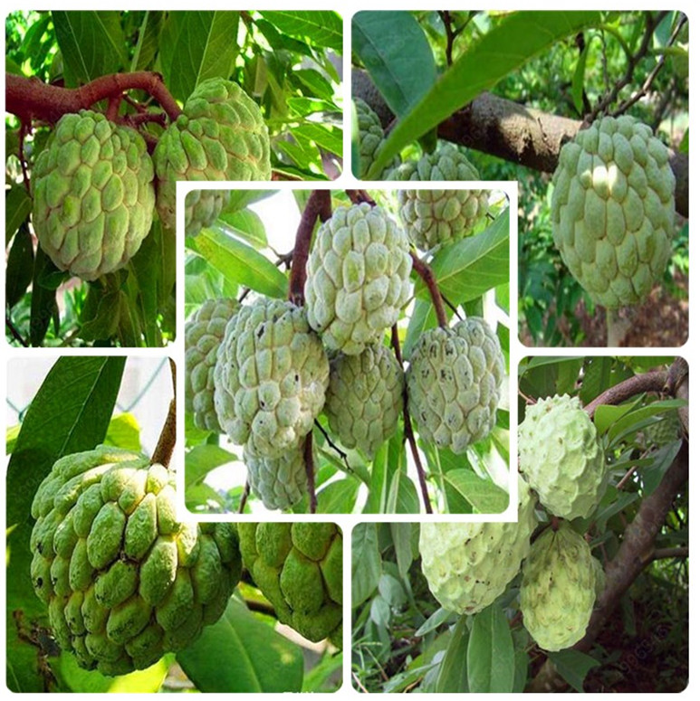 5pcs seeds Bonsai Soursop Fruit Graviola Annona Muricata Plant MultiColor Sweetsop Delicious Sweet Fruit Sugar Plant home garden Natural Growth Variety of Colors
5pcs seeds Bonsai Soursop Fruit Graviola Annona Muricata Plant MultiColor Sweetsop Delicious Sweet Fruit Sugar Plant home garden Natural Growth Variety of Colors