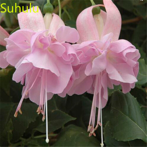 100PCS Fuchsia Seeds / Pack New Arrive Flower Bonsai Plant Fragrant and Pretty for Courtyard ,Patio, Lawn & Garden
100PCS Fuchsia Seeds / Pack New Arrive Flower Bonsai Plant Fragrant and Pretty for Courtyard ,Patio, Lawn & Garden