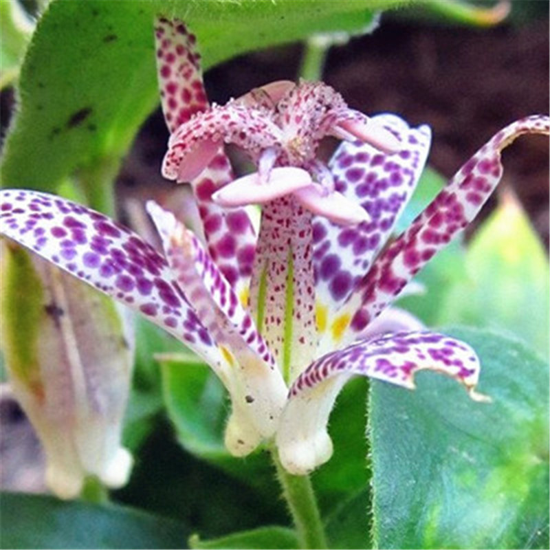 100 pcs seeds / lot Exotic Lily Flower Bonsai Lilium Pot Plant Nice Fragrance For Home & Garden Pot Showy Beautifying And Air Purification The Germination Rate 95%
100 pcs seeds / lot Exotic Lily Flower Bonsai Lilium Pot Plant Nice Fragrance For Home & Garden Pot Showy Beautifying And Air Purification The Germination Rate 95%