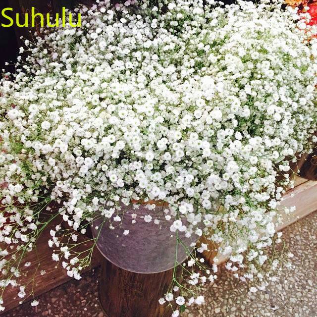 100pcs Gypsophila Paniculata Seeds Garden Flower Variety complete Flower Bonsai Plant High Quality Beautifying And Air Purification
100pcs Gypsophila Paniculata Seeds Garden Flower Variety complete Flower Bonsai Plant High Quality Beautifying And Air Purification