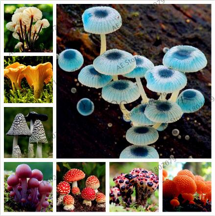 100pcs seeds / bag Mushroom Succlent Bonsai Edible Plant Health Garden Vegetables For Happy Farm Delicious Tasty The Germination Rate 95% Fast Growing Planting Season
100pcs seeds / bag Mushroom Succlent Bonsai Edible Plant Health Garden Vegetables For Happy Farm Delicious Tasty The Germination Rate 95% Fast Growing Planting Season