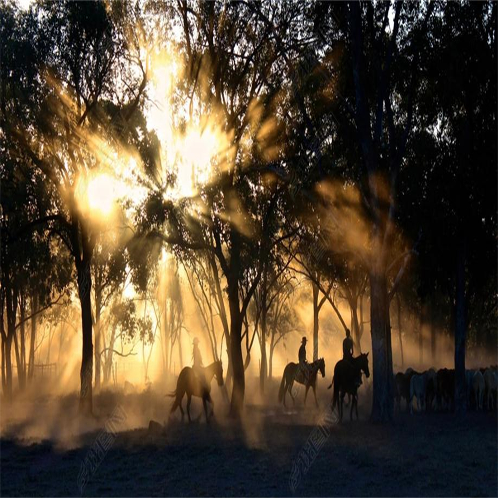 Photo sunset forest beautiful scenery wallpapers 3d murals wallpaper for living room