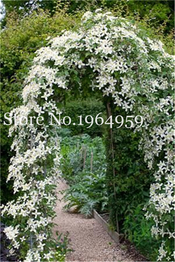 50 Pcs seeds Colorful Gardenia Flower (Climbing Jasmine ) Diy Home Garden Potted Bonsai, Exotic Shrub-Open Pollinate Balcony Plants Natural Growth Variety of Colors
50 Pcs seeds Colorful Gardenia Flower (Climbing Jasmine ) Diy Home Garden Potted Bonsai, Exotic Shrub-Open Pollinate Balcony Plants Natural Growth Variety of Colors