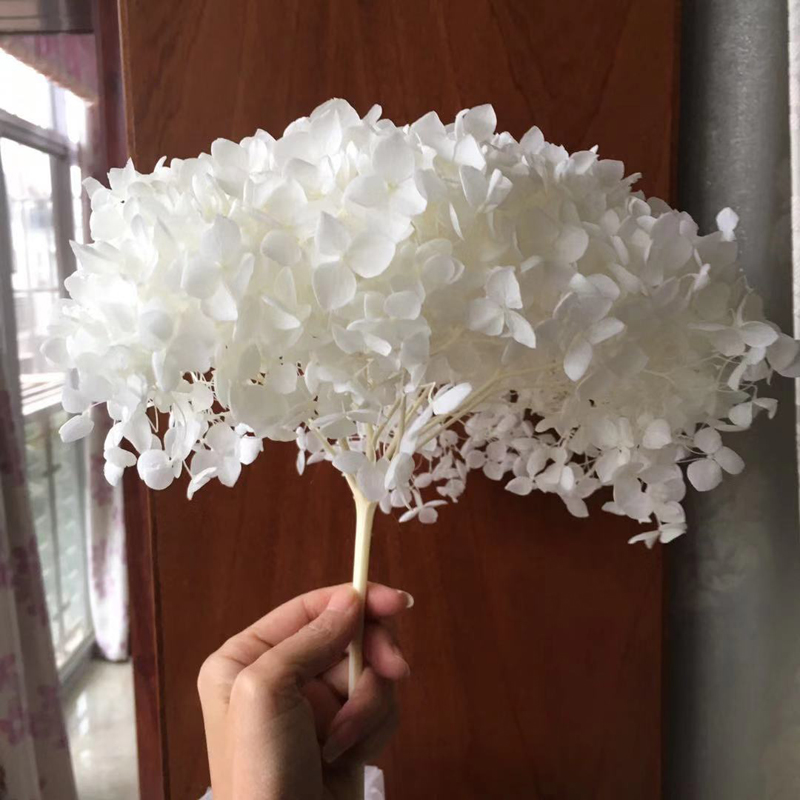 Nature Fresh Preserved Anna Hydrangea Branch16-18cm Head DIY Marriage Fora Wedding Bouquet Gift Eternee Rose Decor
Nature Fresh Preserved Anna Hydrangea Branch16-18cm Head DIY Marriage Fora Wedding Bouquet Gift Eternee Rose Decor