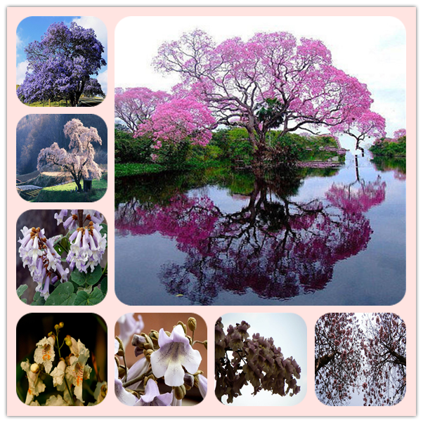 100pcs paulownia Tree Flower Fresh Seeds for Patio Lawn Garden Supplies Bonsai Plants Purify The Air Absorb Harmful Gases All for a summer residence Organic Non-GMO
100pcs paulownia Tree Flower Fresh Seeds for Patio Lawn Garden Supplies Bonsai Plants Purify The Air Absorb Harmful Gases All for a summer residence Organic Non-GMO