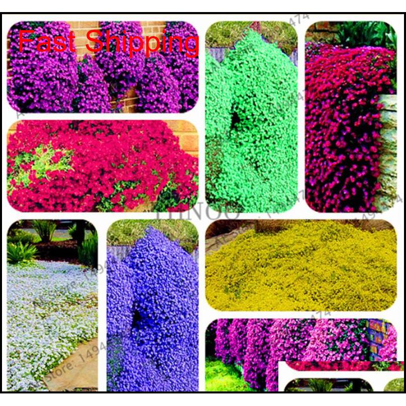 Other Supplies Patio Lawn Home Drop Delivery 2021 200 Pcs Mixed Color Rock Cress Creeping Thyme Seeds Perennial Ground Cover Flower For Diy G
Other Supplies Patio Lawn Home Drop Delivery 2021 200 Pcs Mixed Color Rock Cress Creeping Thyme Seeds Perennial Ground Cover Flower For Diy G