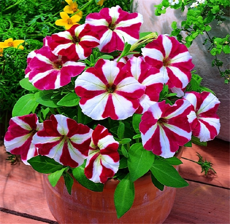 1000pcs Petunia The Germination Rate 95% Flower Seeds Bonsai Rare Plants for The Garden Beautifying And Air Purification Decorative Landscaping Planting Season
1000pcs Petunia The Germination Rate 95% Flower Seeds Bonsai Rare Plants for The Garden Beautifying And Air Purification Decorative Landscaping Planting Season