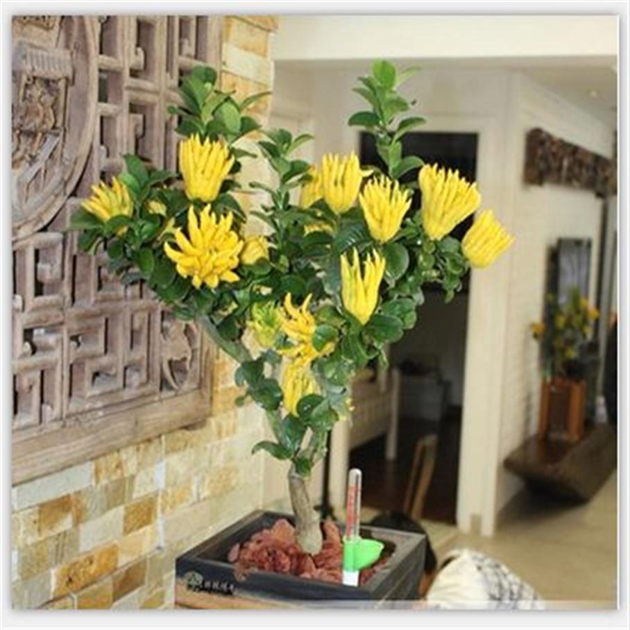 New 50 Pcs Bergamot Seeds Family Potted Plants Colourful Buddha Hand Seeds Purify Air Tropical Fruit Seeds DIY Potted Plant2816
New 50 Pcs Bergamot Seeds Family Potted Plants Colourful Buddha Hand Seeds Purify Air Tropical Fruit Seeds DIY Potted Plant2816