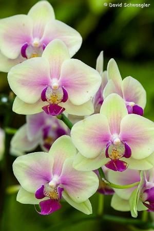 100pcs seeds Perennial Orchid Flower Phalaenopsis Showy Home Garden Easy To Grow Decorative Landscaping Aerobic Potted Radiation Protection Natural Growth
100pcs seeds Perennial Orchid Flower Phalaenopsis Showy Home Garden Easy To Grow Decorative Landscaping Aerobic Potted Radiation Protection Natural Growth