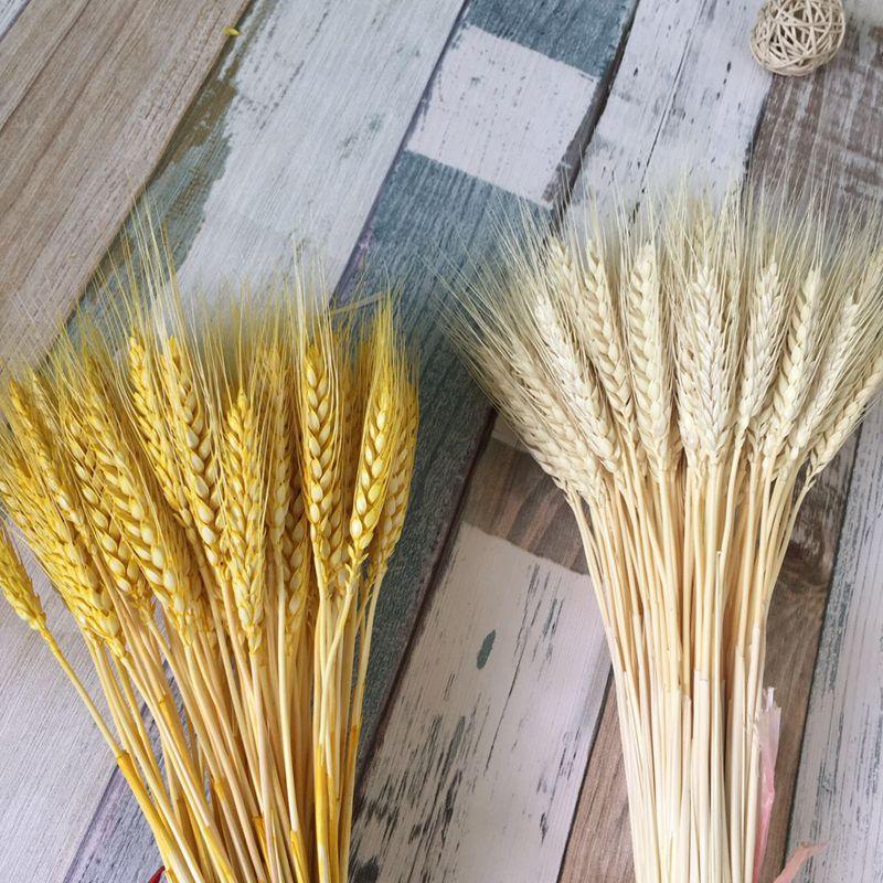 Decorative Flowers & Wreaths Real Wheat Ear Flower Natural Dried For Wedding Party Decoration DIY Craft Scrapbook Home Decor Bouquet 50Pcs/l, Purple 50pcs
Decorative Flowers & Wreaths Real Wheat Ear Flower Natural Dried For Wedding Party Decoration DIY Craft Scrapbook Home Decor Bouquet 50Pcs/l, Purple 50pcs