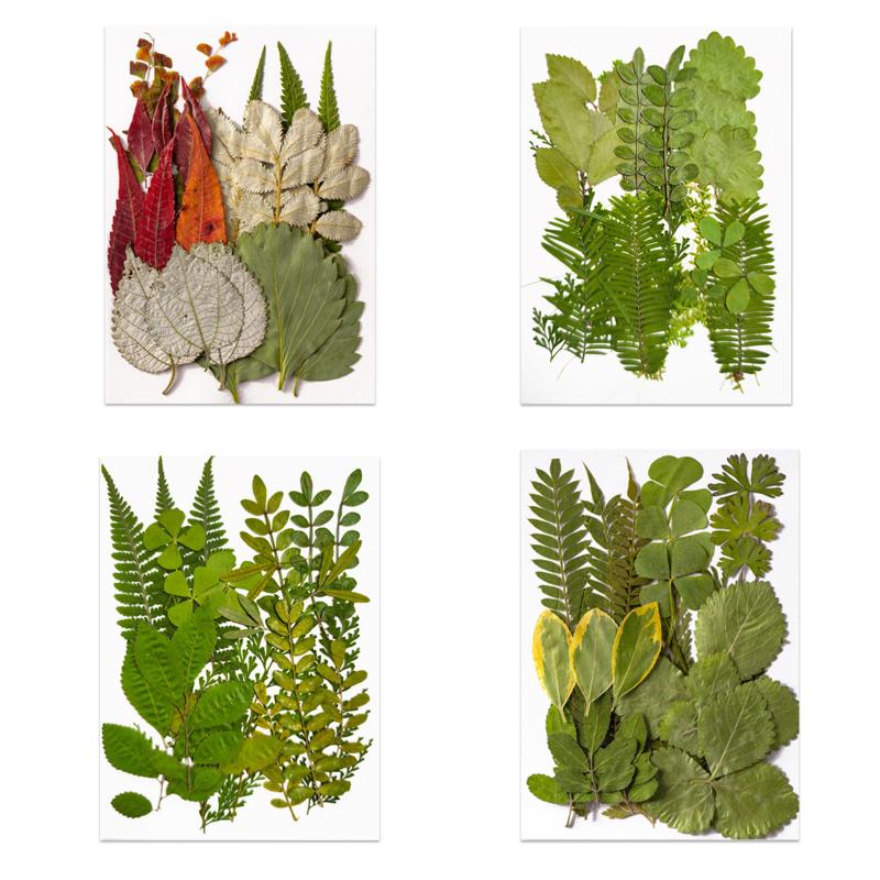 Decorative Flowers & Wreaths Pressed Leaves For Resin Mold Real Greenery Dried Natural DIY Artificial Home Decoration Pampas Grass
Decorative Flowers & Wreaths Pressed Leaves For Resin Mold Real Greenery Dried Natural DIY Artificial Home Decoration Pampas Grass