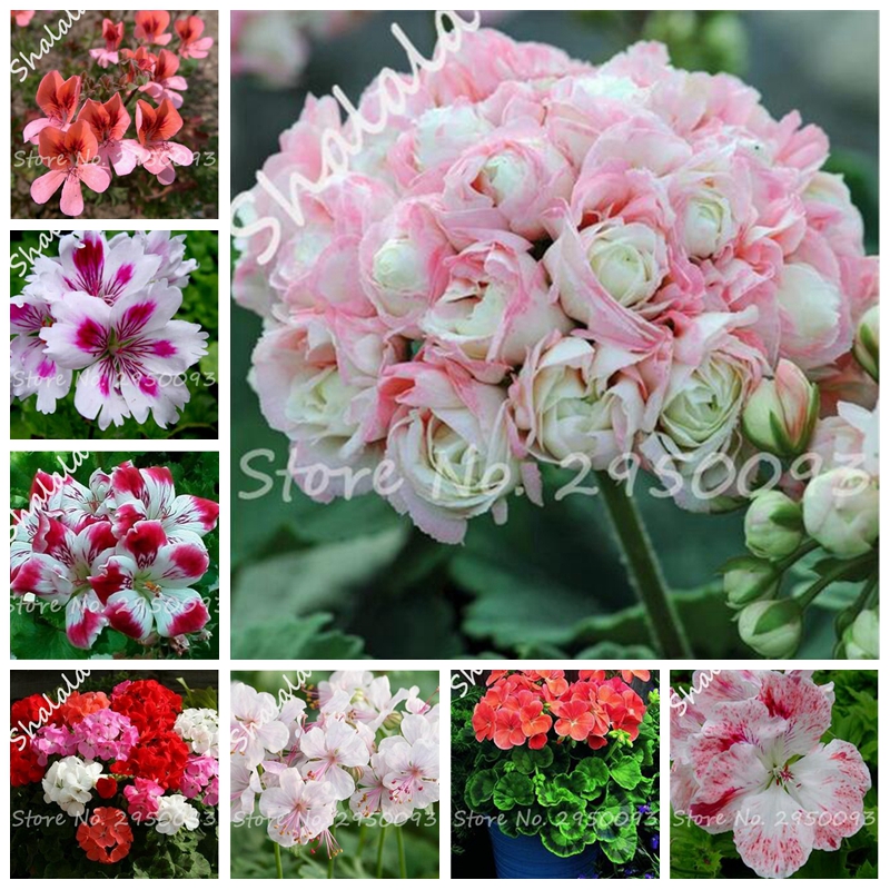 100 pcs seeds Geranium Bonsai Appleblossom Rosebud Pelargonium Perennial Flower Hardy Potted Plant for Home Garden Natural Growth Variety of Colors Aerobic Potted
100 pcs seeds Geranium Bonsai Appleblossom Rosebud Pelargonium Perennial Flower Hardy Potted Plant for Home Garden Natural Growth Variety of Colors Aerobic Potted