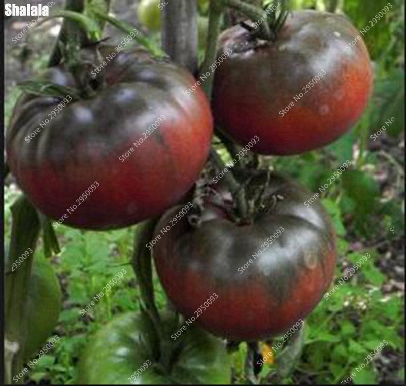 100 pcs seeds / bag Sweet Tasty Tomato Bonsai Potted Vegetables Edible Balcony Plants Home Garden Pot Planting Decor Natural Growth Variety of Colors Aerobic Potted
100 pcs seeds / bag Sweet Tasty Tomato Bonsai Potted Vegetables Edible Balcony Plants Home Garden Pot Planting Decor Natural Growth Variety of Colors Aerobic Potted