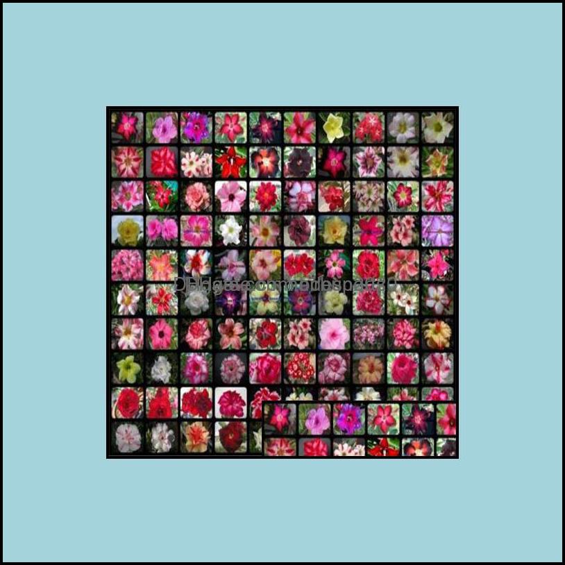 Other Garden Supplies Patio Lawn Home Patio 20 Pcs Mixed Real Adenium Obesum Desert Rose Flower Bonsai Succent Plants Balcony Potted 100%
Other Garden Supplies Patio Lawn Home Patio 20 Pcs Mixed Real Adenium Obesum Desert Rose Flower Bonsai Succent Plants Balcony Potted 100%