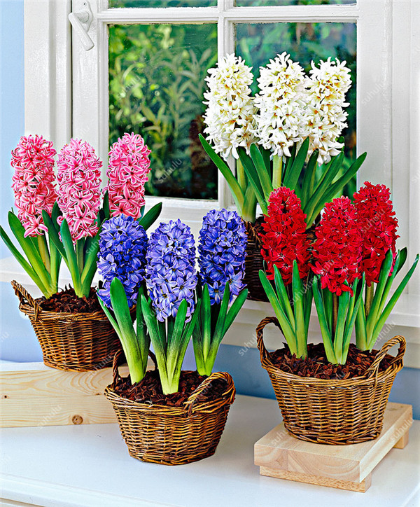 100 pcs Hyacinth seeds Natural Growth Variety of Colors Decorative Landscaping Garden Supplies Fast Growing Planting Season Aerobic Potted Radiation Protection
100 pcs Hyacinth seeds Natural Growth Variety of Colors Decorative Landscaping Garden Supplies Fast Growing Planting Season Aerobic Potted Radiation Protection
