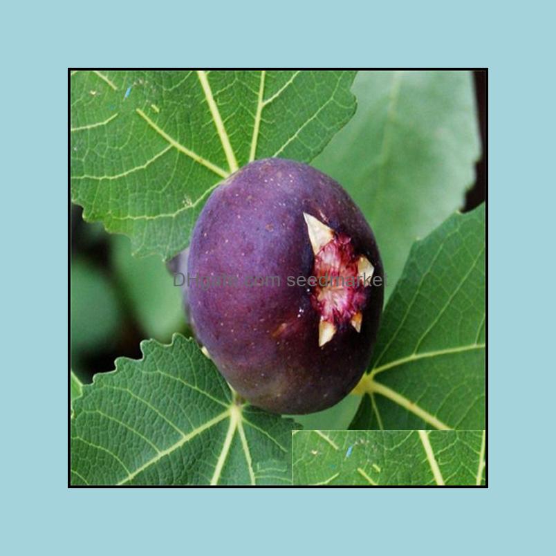 Garden Decorations Patio Lawn Home 100Pcs Fig Flower Seeds Bonsai Rare Plants For The Tasty Delicious Planting Season Fast Growing Fresh
Garden Decorations Patio Lawn Home 100Pcs Fig Flower Seeds Bonsai Rare Plants For The Tasty Delicious Planting Season Fast Growing Fresh