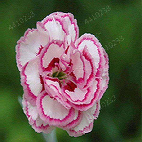 100 pcs seeds / bag Bonsai Carnation Flower Plants Balcony Potted Garden Perennial Flowers Dianthus Caryophyllus Planta Purify The Air Natural Growth Aerobic Potted
100 pcs seeds / bag Bonsai Carnation Flower Plants Balcony Potted Garden Perennial Flowers Dianthus Caryophyllus Planta Purify The Air Natural Growth Aerobic Potted