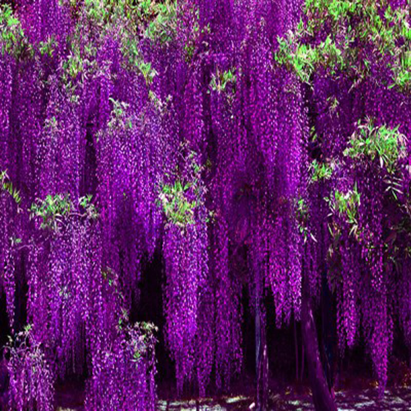 DIY Wisteria Artificial Flowers Hanging Garland Vine Rattan Fake Flower String Silk Flowers for Home Garden Mall Wedding Decoration, White
DIY Wisteria Artificial Flowers Hanging Garland Vine Rattan Fake Flower String Silk Flowers for Home Garden Mall Wedding Decoration, White