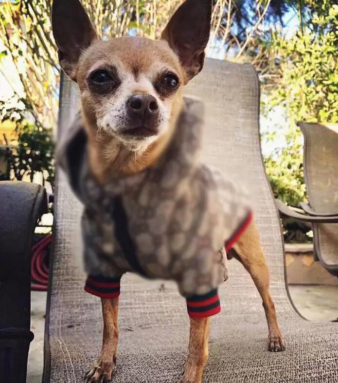 Pet Dog Apparel Classic Brand Pattern Fashion Dogs Coat Sweatshirts Cute Teddy Hoodies Suit Clothes Small Dog Outerwears, As picture
Pet Dog Apparel Classic Brand Pattern Fashion Dogs Coat Sweatshirts Cute Teddy Hoodies Suit Clothes Small Dog Outerwears, As picture