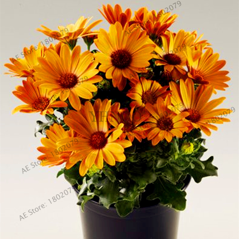 100 pcs seeds African Blue eyed daisy Beautifying And Air Purification Fast Growing Planting Season Purify The Air Absorb Harmful Gases The Germination Rate 98%
100 pcs seeds African Blue eyed daisy Beautifying And Air Purification Fast Growing Planting Season Purify The Air Absorb Harmful Gases The Germination Rate 98%