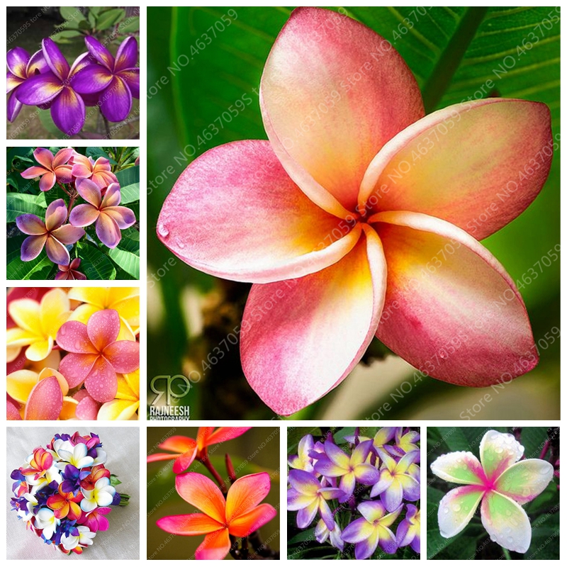 100 pcs seeds Garden Plumeria Bonsai Frangipani Color Egg Flower Rubra Decor Romance Potted Plant Home Pot Planting Natural Growth Variety of Colors Aerobic Potted
100 pcs seeds Garden Plumeria Bonsai Frangipani Color Egg Flower Rubra Decor Romance Potted Plant Home Pot Planting Natural Growth Variety of Colors Aerobic Potted