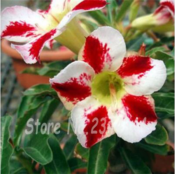 2 Pcs Desert Rose Rare Thailand Indoor Adenium Obesum Bonsai Flower Tree Potted Home Garden Balcony Plant Easy To Grow Natural Growth Variety of Colors Aerobic Potted
2 Pcs Desert Rose Rare Thailand Indoor Adenium Obesum Bonsai Flower Tree Potted Home Garden Balcony Plant Easy To Grow Natural Growth Variety of Colors Aerobic Potted
