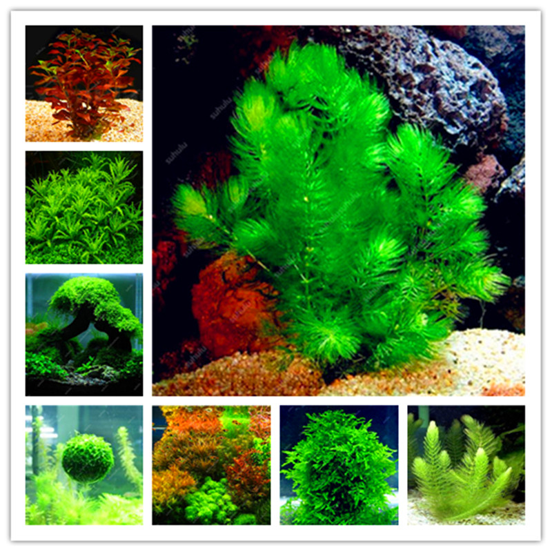 100 Pcs seeds Aquarium Grass Bonsai Water Aquatic Plant Bonsai Family For Decorate The Aquarium Green Water Grass Decor Landscape Natural Growth Variety of Colors
100 Pcs seeds Aquarium Grass Bonsai Water Aquatic Plant Bonsai Family For Decorate The Aquarium Green Water Grass Decor Landscape Natural Growth Variety of Colors