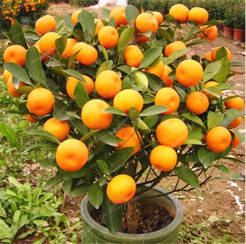50 Pcs Orange seeds Variety of Colors Garden Supplies Fast Growing Planting Season Purify The Air Absorb Harmful Gases Aerobic Potted Radiation Protection
50 Pcs Orange seeds Variety of Colors Garden Supplies Fast Growing Planting Season Purify The Air Absorb Harmful Gases Aerobic Potted Radiation Protection