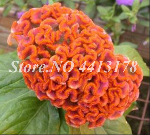 100 pcs seeds / bag Imported Cockscomb Bonsai Flower Color Celosia Home Garden Perennial Flower Plants Balcony Planting Decor Variety of Colors Aerobic Potted
100 pcs seeds / bag Imported Cockscomb Bonsai Flower Color Celosia Home Garden Perennial Flower Plants Balcony Planting Decor Variety of Colors Aerobic Potted