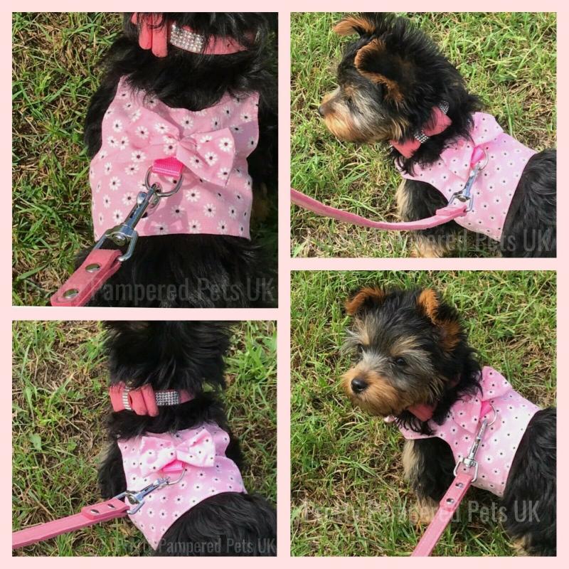 Dog Collars & Leashes Teacup Chihuahua Harness Lead Mesh Vest XXXS XS For Tiny Kitty Cat Yorkie Soft Leash Set Puppy CoatDog LeashesDog
Dog Collars & Leashes Teacup Chihuahua Harness Lead Mesh Vest XXXS XS For Tiny Kitty Cat Yorkie Soft Leash Set Puppy CoatDog LeashesDog