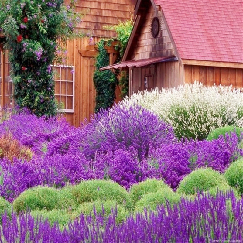 100pcs seeds bonsai Provence Lavender Purple Vanilla flowers Fragrant Lavandula Organic lavender plants Flower Plant Home Natural Growth Variety of Colors
100pcs seeds bonsai Provence Lavender Purple Vanilla flowers Fragrant Lavandula Organic lavender plants Flower Plant Home Natural Growth Variety of Colors