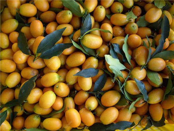 50 Pcs Kumquat seeds Organic Non-GMO Delicious Natural Growth Variety of Colors Garden Supplies Fast Growing Purify The Air Absorb Harmful Gases Planting Season
50 Pcs Kumquat seeds Organic Non-GMO Delicious Natural Growth Variety of Colors Garden Supplies Fast Growing Purify The Air Absorb Harmful Gases Planting Season