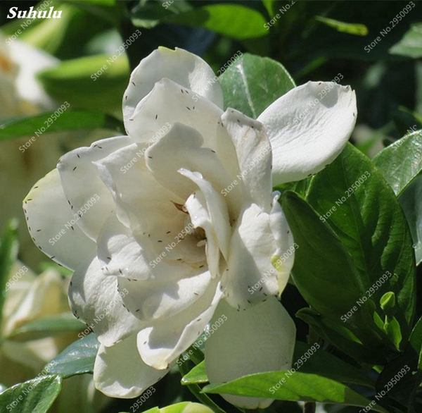 30 Pcs seeds Gardenia Bonsai Cape Jasmine DIY Home Garden Potted Gift Indoor Amazing Flores Beautiful Room Flower plants Tree Natural Growth Variety of Colors
30 Pcs seeds Gardenia Bonsai Cape Jasmine DIY Home Garden Potted Gift Indoor Amazing Flores Beautiful Room Flower plants Tree Natural Growth Variety of Colors