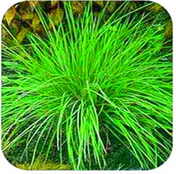 100 pcs seeds Color Fescue Grass Bonsai (Festuca glauca) Perennial Hardy Ornamental Grass Plant Easy to Grow for Garden Pot The Budding Rate 98% Aerobic Potted
100 pcs seeds Color Fescue Grass Bonsai (Festuca glauca) Perennial Hardy Ornamental Grass Plant Easy to Grow for Garden Pot The Budding Rate 98% Aerobic Potted