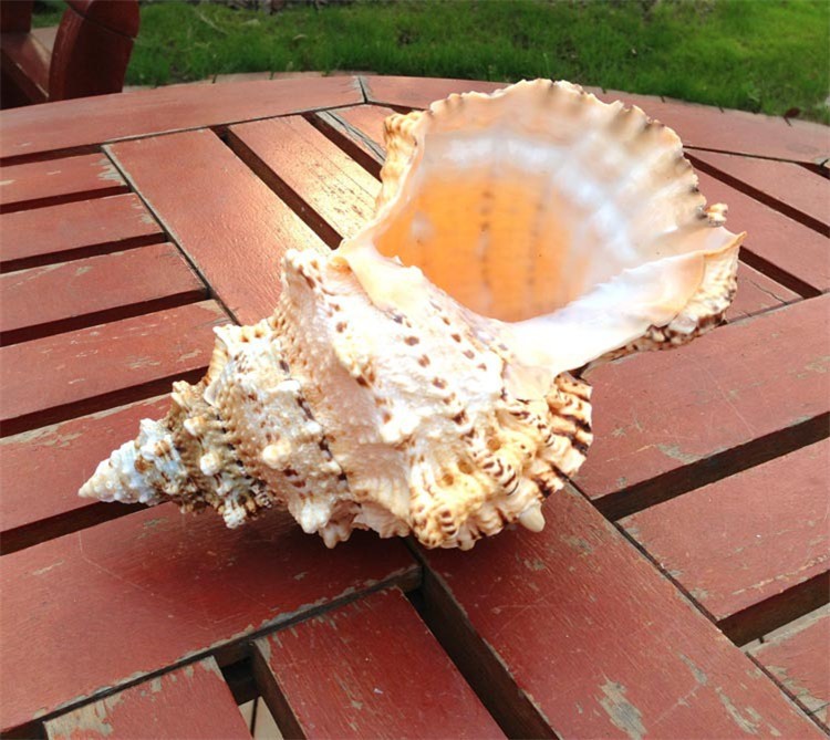 Rose Nautilus natural conch shell ornaments gifts Home Furnishing fossil rare collection of four famous
Rose Nautilus natural conch shell ornaments gifts Home Furnishing fossil rare collection of four famous
