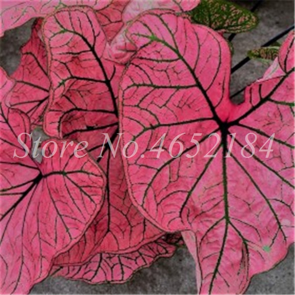 100 pcs/ bag Imported Caladium Plant Outdoor & Indoor Perennial Flowers For The Garden & Home Beautify In Balcony Bonsai Decor Natural Growth Variety of Colors
100 pcs/ bag Imported Caladium Plant Outdoor & Indoor Perennial Flowers For The Garden & Home Beautify In Balcony Bonsai Decor Natural Growth Variety of Colors