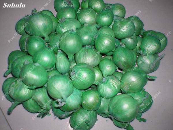 50 pcs seeds / bag Garlic Bonsai,Orhanic Healthy Potted Plant Rare Onion Vegetable Easy Grow For Home Garden Flower Pot Natural Growth Variety of Colors Aerobic Potted
50 pcs seeds / bag Garlic Bonsai,Orhanic Healthy Potted Plant Rare Onion Vegetable Easy Grow For Home Garden Flower Pot Natural Growth Variety of Colors Aerobic Potted