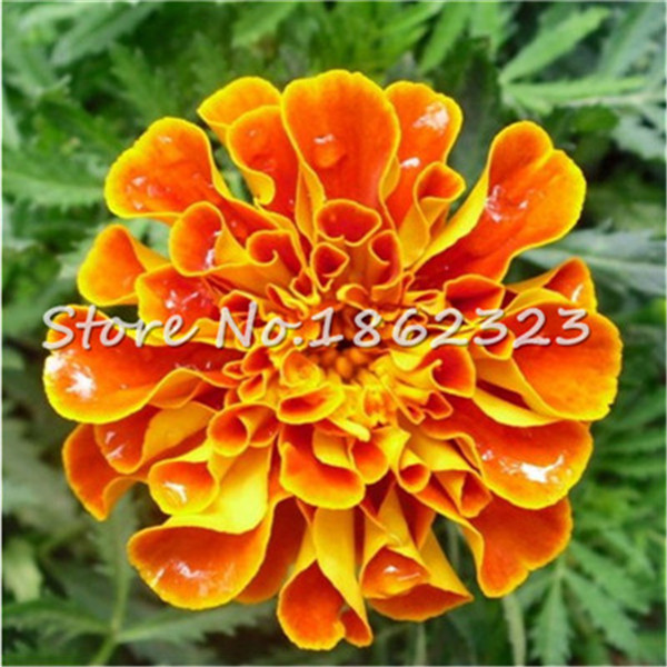 100 pcs seeds Marigold bonsai Indoor Bonsai Plant chrysanthemum Flower Plants four Season Courtyard Garden chrysanthemum plantas Natural Growth Variety of Colors
100 pcs seeds Marigold bonsai Indoor Bonsai Plant chrysanthemum Flower Plants four Season Courtyard Garden chrysanthemum plantas Natural Growth Variety of Colors