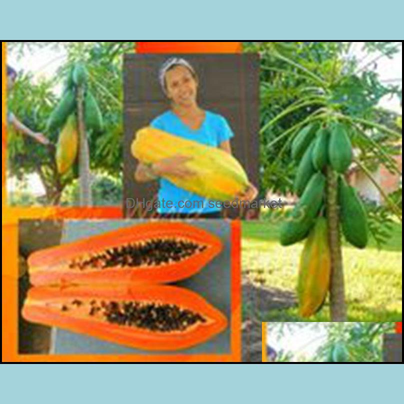 Garden Decorations Patio Lawn Home 50Pcs/ Bag Seeds Sweet Maradol Papaya Outdoor Edible Tropical Juicy Jardin Fruit Heirloom Organic Dwar
Garden Decorations Patio Lawn Home 50Pcs/ Bag Seeds Sweet Maradol Papaya Outdoor Edible Tropical Juicy Jardin Fruit Heirloom Organic Dwar