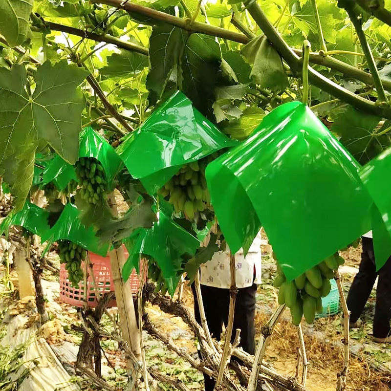 Packaging Bags Grape anti-bird sunscreen umbrella cover PE plastic film anti-sunburn anti-fruit crack rain-proof fruit
Packaging Bags Grape anti-bird sunscreen umbrella cover PE plastic film anti-sunburn anti-fruit crack rain-proof fruit