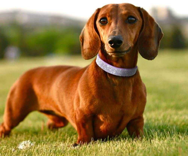 Pet collar, cat and dog collar, soft velvet with bow and diamond inlay, suitable for small and medium-sized cats and dogs to wear