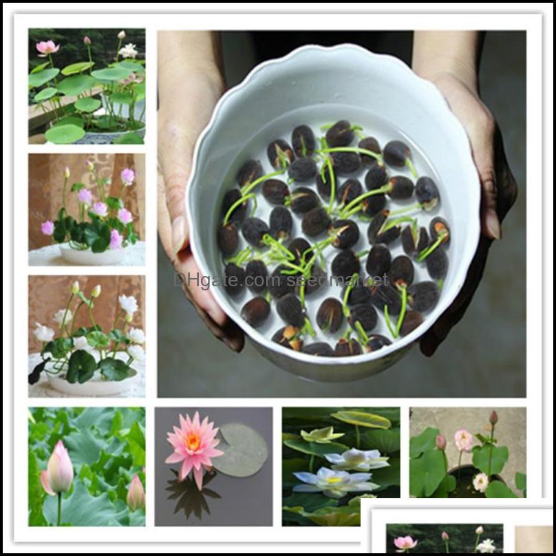 Garden Decorations Patio Lawn Home Flowers Plant Potted Gift 5 Pcs Seeds Water Lily Bonsai Flower For And Planter Drop Delivery 2021 Xja
Garden Decorations Patio Lawn Home Flowers Plant Potted Gift 5 Pcs Seeds Water Lily Bonsai Flower For And Planter Drop Delivery 2021 Xja