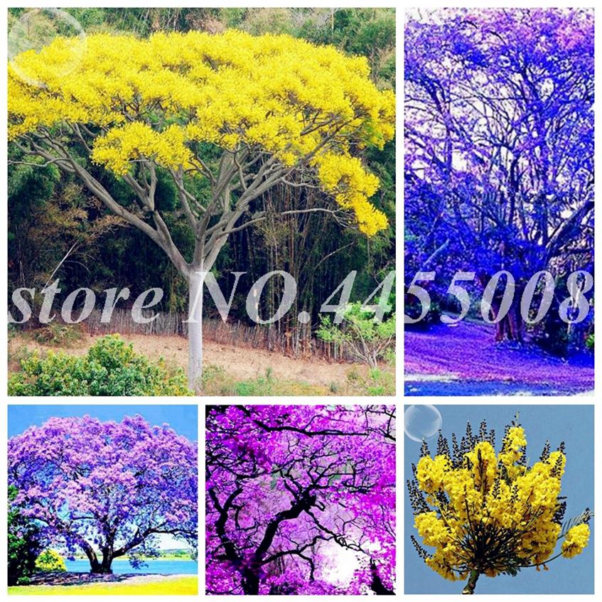 100 pcs Seeds Rare Jacaranda Mimosifolia Tree Bonsai Tree Jacaranda Flower Plants in the Garden Evergreen Shrubs Potted Tree plant245l
100 pcs Seeds Rare Jacaranda Mimosifolia Tree Bonsai Tree Jacaranda Flower Plants in the Garden Evergreen Shrubs Potted Tree plant245l