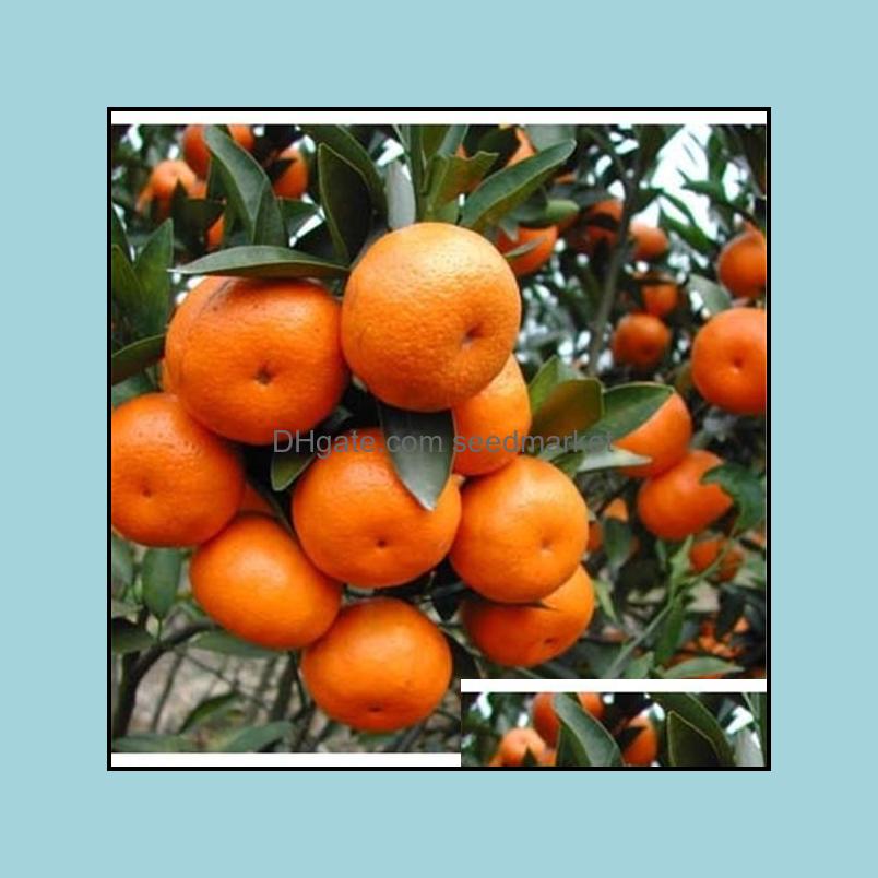 Garden Decorations Patio Lawn Home 100Pcs Tangerine Citrus Orange Flower Seeds Bonsai Rare Plant Otwe6
Garden Decorations Patio Lawn Home 100Pcs Tangerine Citrus Orange Flower Seeds Bonsai Rare Plant Otwe6