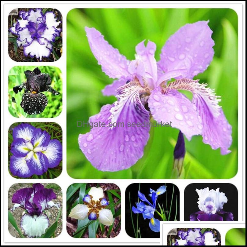 Other Garden Supplies Patio Lawn Home 20Pcs/Set Rare Orc Seeds Mixed Iris Orcs Indoor Plants Beautif Planting Bonsai Flowers Semillas Dr
Other Garden Supplies Patio Lawn Home 20Pcs/Set Rare Orc Seeds Mixed Iris Orcs Indoor Plants Beautif Planting Bonsai Flowers Semillas Dr