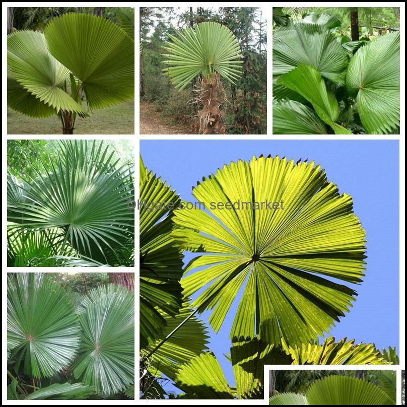 Garden Decorations Patio Lawn Home 50Pcs/Bag Seeds Exotic Palm Tropical Outdoor Evergreen Fan-Shaped Bonsai Potted Ornamental Tree Flower
Garden Decorations Patio Lawn Home 50Pcs/Bag Seeds Exotic Palm Tropical Outdoor Evergreen Fan-Shaped Bonsai Potted Ornamental Tree Flower