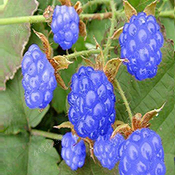 100 Pcs seeds Bonsai Raspberry Mixed Colors Super Big Raspberry Fruit For Flower Pots Planters Home Garden Potted Plants Easy To Grow Natural Growth Variety of Colors
100 Pcs seeds Bonsai Raspberry Mixed Colors Super Big Raspberry Fruit For Flower Pots Planters Home Garden Potted Plants Easy To Grow Natural Growth Variety of Colors
