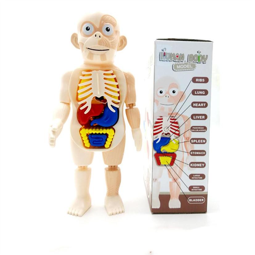 Human Organ Model DIY Assembled Toy Science And Education Enlightenment Experiment Teaching Aid Teaching Props For Children2995
Human Organ Model DIY Assembled Toy Science And Education Enlightenment Experiment Teaching Aid Teaching Props For Children2995