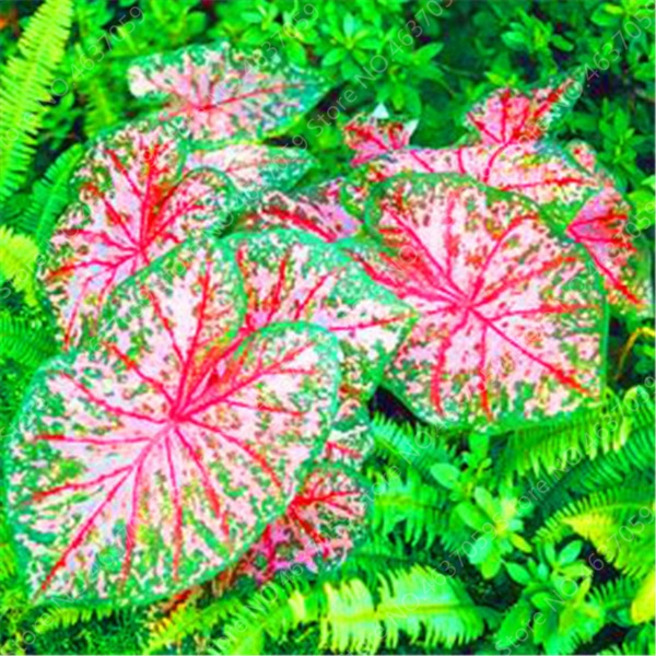 100 pcs seeds / bag Imported Caladium Plant Outdoor & Indoor Perennial Flowers For The Garden & Home Beautify In Balcony Bonsai Decor Natural Growth Variety of Colors
100 pcs seeds / bag Imported Caladium Plant Outdoor & Indoor Perennial Flowers For The Garden & Home Beautify In Balcony Bonsai Decor Natural Growth Variety of Colors